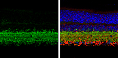 Anti-GAD67 antibody used in IHC (Paraffin sections) (IHC-P). GTX113190