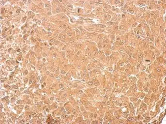 Anti-GAD65 antibody used in IHC (Paraffin sections) (IHC-P). GTX113192