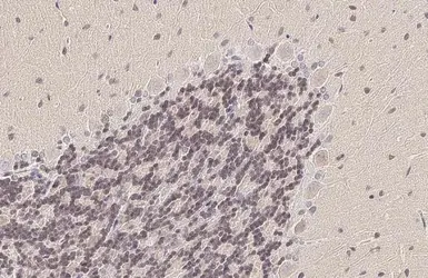 Anti-PAX6 antibody used in IHC (Paraffin sections) (IHC-P). GTX113241