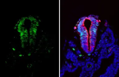 Anti-PAX6 antibody used in IHC (Paraffin sections) (IHC-P). GTX113241