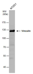 Anti-Vinculin antibody [N1N3] used in Western Blot (WB). GTX113294