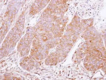 Anti-14-3-3 gamma antibody used in IHC (Paraffin sections) (IHC-P). GTX113298