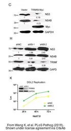 Anti-Dengue virus Type 2 NS4B protein antibody used in Western Blot (WB). GTX113374