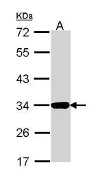 Anti-Annexin IV antibody used in Western Blot (WB). GTX113383