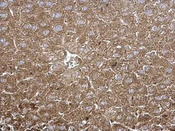 Anti-TPP1 antibody [N1C1] used in IHC (Paraffin sections) (IHC-P). GTX113404