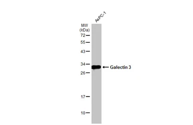 Anti-Galectin 3 antibody used in Western Blot (WB). GTX113486