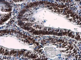 Anti-NuMA antibody [N1], N-term used in IHC (Paraffin sections) (IHC-P). GTX113510