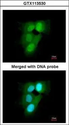 Anti-PSMA6 antibody used in Immunocytochemistry/ Immunofluorescence (ICC/IF). GTX113530