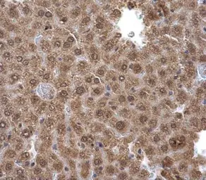 Anti-Pirin antibody used in IHC (Paraffin sections) (IHC-P). GTX113584