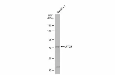 Anti-ATG7 antibody [N3C2], Internal used in Western Blot (WB). GTX113613