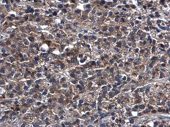 Anti-Caspase 4 antibody used in IHC (Paraffin sections) (IHC-P). GTX113639
