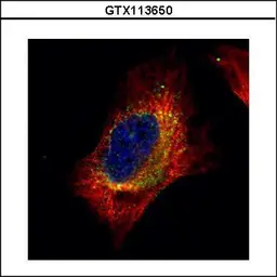 Anti-Cofilin 2 antibody used in Immunocytochemistry/ Immunofluorescence (ICC/IF). GTX113650