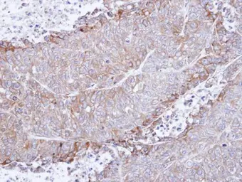 Anti-AChR alpha 4 antibody [N1C1] used in IHC (Paraffin sections) (IHC-P). GTX113653