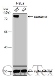 Anti-Cortactin antibody [N1C1] used in Western Blot (WB). GTX113680