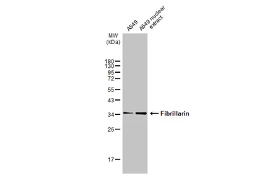 Anti-Fibrillarin antibody used in Western Blot (WB). GTX113684
