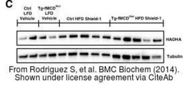 Anti-HADHA antibody [N2C1], Internal used in Western Blot (WB). GTX113727