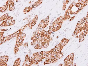 Anti-Cytokeratin 4 antibody used in IHC (Paraffin sections) (IHC-P). GTX113764