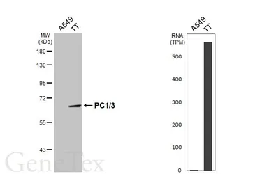 Anti-PC1/3 antibody used in Western Blot (WB). GTX113797