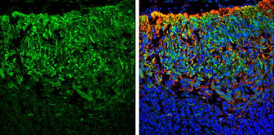 Anti-SNAP25 antibody used in IHC (Frozen sections) (IHC-Fr). GTX113839
