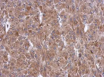 Anti-Tryptophanyl tRNA synthetase antibody used in IHC (Paraffin sections) (IHC-P). GTX113861