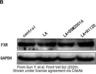 Anti-FXR1 antibody used in Western Blot (WB). GTX113867