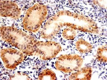Anti-FXR1 antibody used in IHC (Paraffin sections) (IHC-P). GTX113867