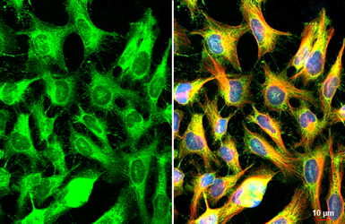 Anti-FXR1 antibody used in Immunocytochemistry/ Immunofluorescence (ICC/IF). GTX113867