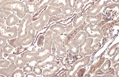 Anti-FXR1 antibody used in IHC (Paraffin sections) (IHC-P). GTX113867
