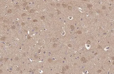 Anti-NOL3 antibody used in IHC (Paraffin sections) (IHC-P). GTX113889