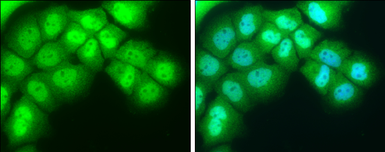 Anti-NR1D1 antibody used in Immunocytochemistry/ Immunofluorescence (ICC/IF). GTX113904