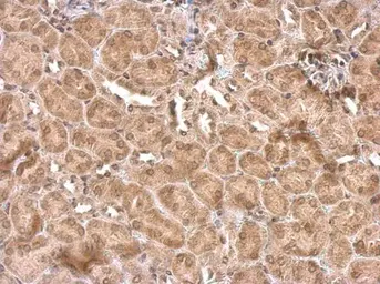 Anti-NR1D1 antibody used in IHC (Paraffin sections) (IHC-P). GTX113904