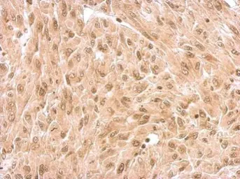 Anti-NR1D1 antibody used in IHC (Paraffin sections) (IHC-P). GTX113904