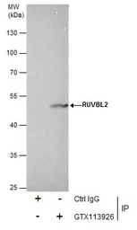 Anti-RUVBL2 antibody [N1C1] used in Immunoprecipitation (IP). GTX113926