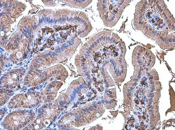 Anti-Coronin 1A antibody [N1N3] used in IHC (Paraffin sections) (IHC-P). GTX113931