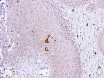Anti-PAD4 antibody used in IHC (Paraffin sections) (IHC-P). GTX113945