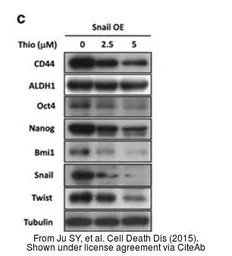 Anti-Bmi1 antibody used in Western Blot (WB). GTX114008