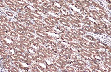 Anti-ATP6V1E1 antibody used in IHC (Paraffin sections) (IHC-P). GTX114056