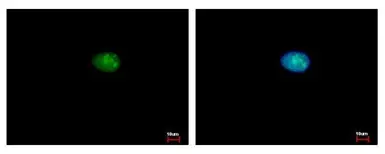 Anti-MCM5 antibody used in Immunocytochemistry/ Immunofluorescence (ICC/IF). GTX114090