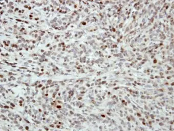 Anti-MCM5 antibody used in IHC (Paraffin sections) (IHC-P). GTX114090