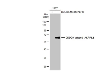 Anti-ALPPL2 antibody used in Western Blot (WB). GTX114250
