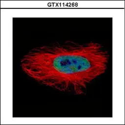 Anti-ASNA1 antibody used in Immunocytochemistry/ Immunofluorescence (ICC/IF). GTX114268