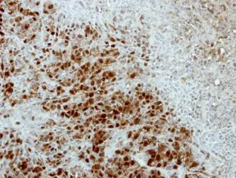 Anti-ASNA1 antibody used in IHC (Paraffin sections) (IHC-P). GTX114268