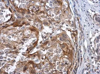 Anti-Sodium/Potassium ATPase beta 3 antibody [N2C3] used in IHC (Paraffin sections) (IHC-P). GTX114272