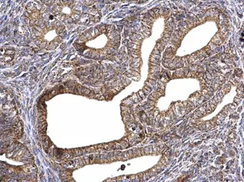 Anti-ATP synthase gamma antibody used in IHC (Paraffin sections) (IHC-P). GTX114275
