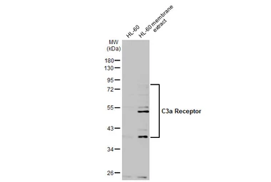 Anti-C3a Receptor antibody used in Western Blot (WB). GTX114293