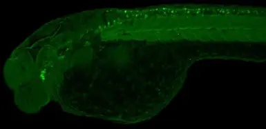 Anti-Calmodulin antibody used in IHC (Whole mount) (IHC-Wm). GTX114300
