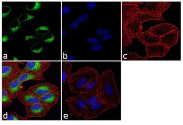 Anti-PDIA6 antibody used in Immunocytochemistry/ Immunofluorescence (ICC/IF). GTX11432