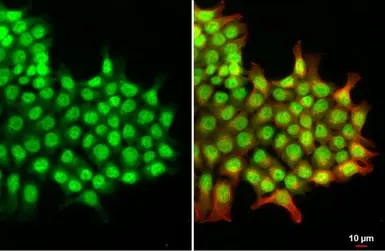 Anti-DNase IL3 antibody [N3C3] used in Immunocytochemistry/ Immunofluorescence (ICC/IF). GTX114363