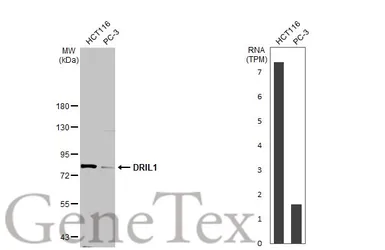 Anti-DRIL1 antibody used in Western Blot (WB). GTX114367