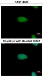 Anti-DRIL1 antibody used in Immunocytochemistry/ Immunofluorescence (ICC/IF). GTX114367